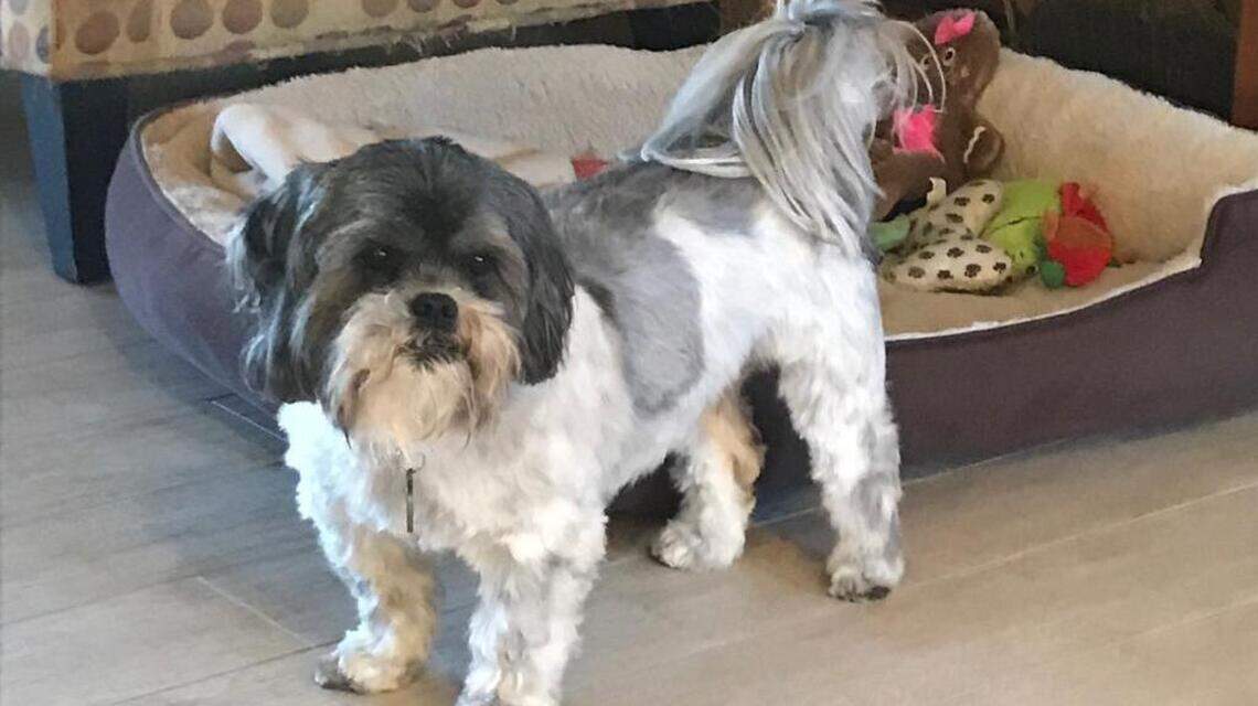 Abby, Lily and Toby in Pet Pix!