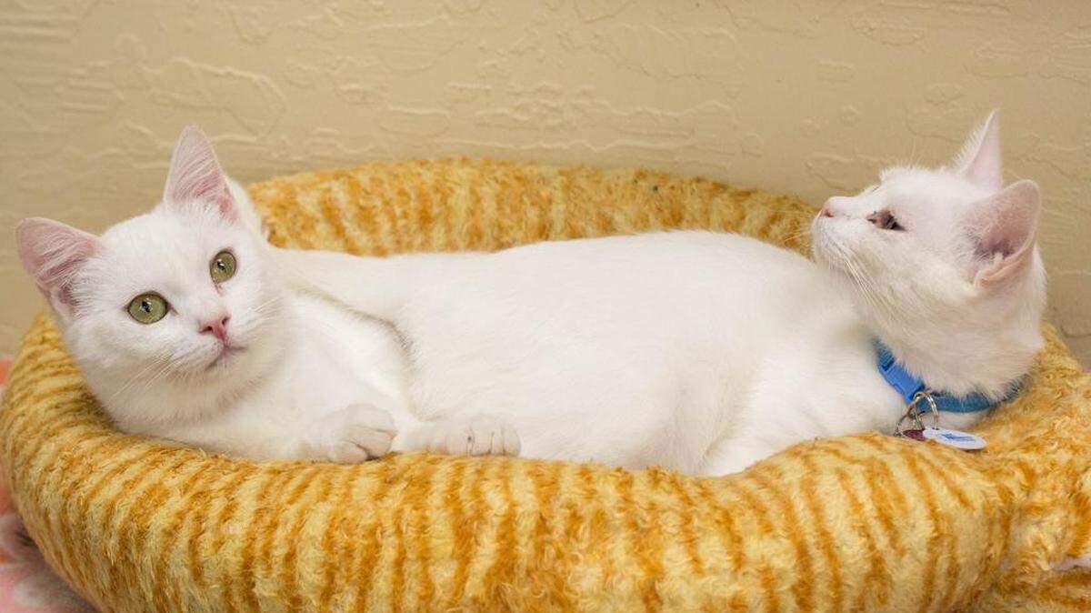 Daisy and Winnie are bonded 9-month-old cats and must be adopted together. Winnie has a slight head tilt. They don’t mind dogs, cats and quiet children, but are startled by loud sounds. They are available at the Cat House on the Kings Adoption Center at Petco, 4144 N. Blackstone Ave. in Fresno, open 10 a.m.-5 p.m. daily (6 p.m. Wednesdays). Call 559-222-0228.