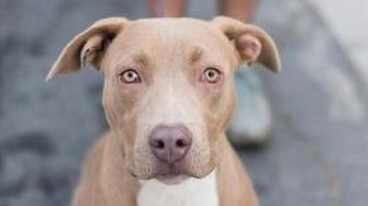 Ashe is under a year old, male Pitbull mix that is playful and friendly. He is available through Fresno Humane Animal Services, 760 W. Nielsen Ave. in Fresno. Pending an approved adoption application. Adoptable dogs are only $75 for the month of October. Go to http://www.fresnohumane.org for more details.