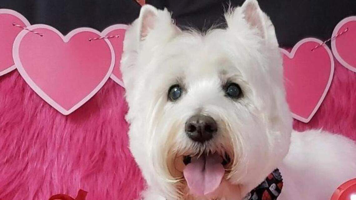 Cutie, Mr. Peabody and Ruby in Pet Pix!