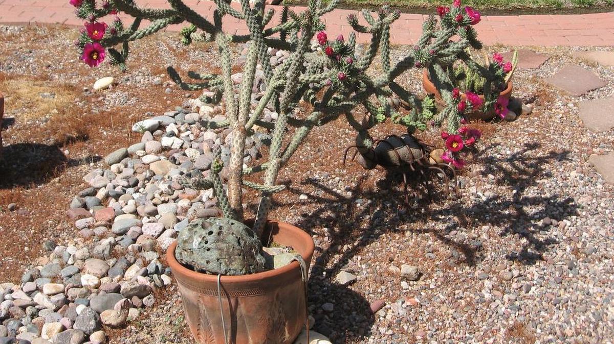 Ron Becker of Clovis shows off one of many varieties in his cactus garden.