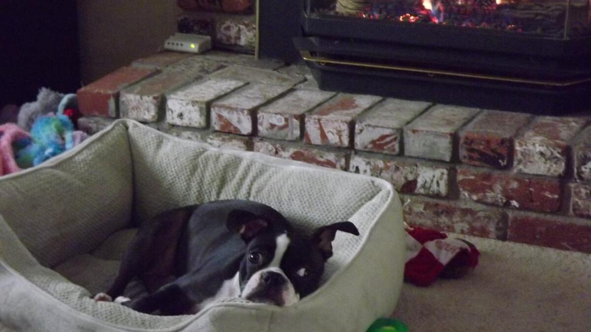 Molly trying to keep warm
