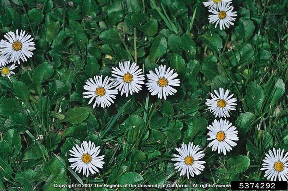 English daisy