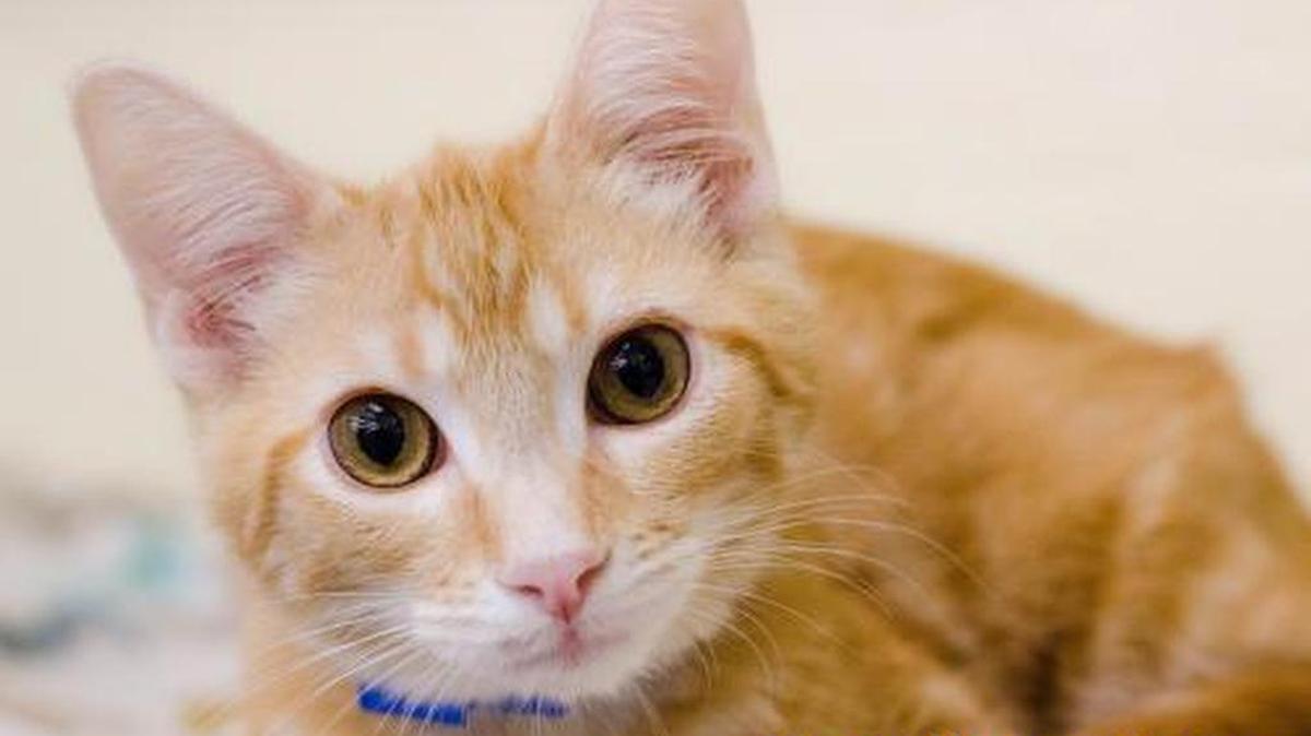 Simba is a 7-month-old, male and is sweet and loves to explore, romp and wrestle. He is available through the Cat House on the Kings Adoption Center at Petco, 4144 N. Blackstone Ave. in Fresno, open 10 a.m.-5 p.m. daily (6 p.m. Wednesdays). Call 559-222-0228.
