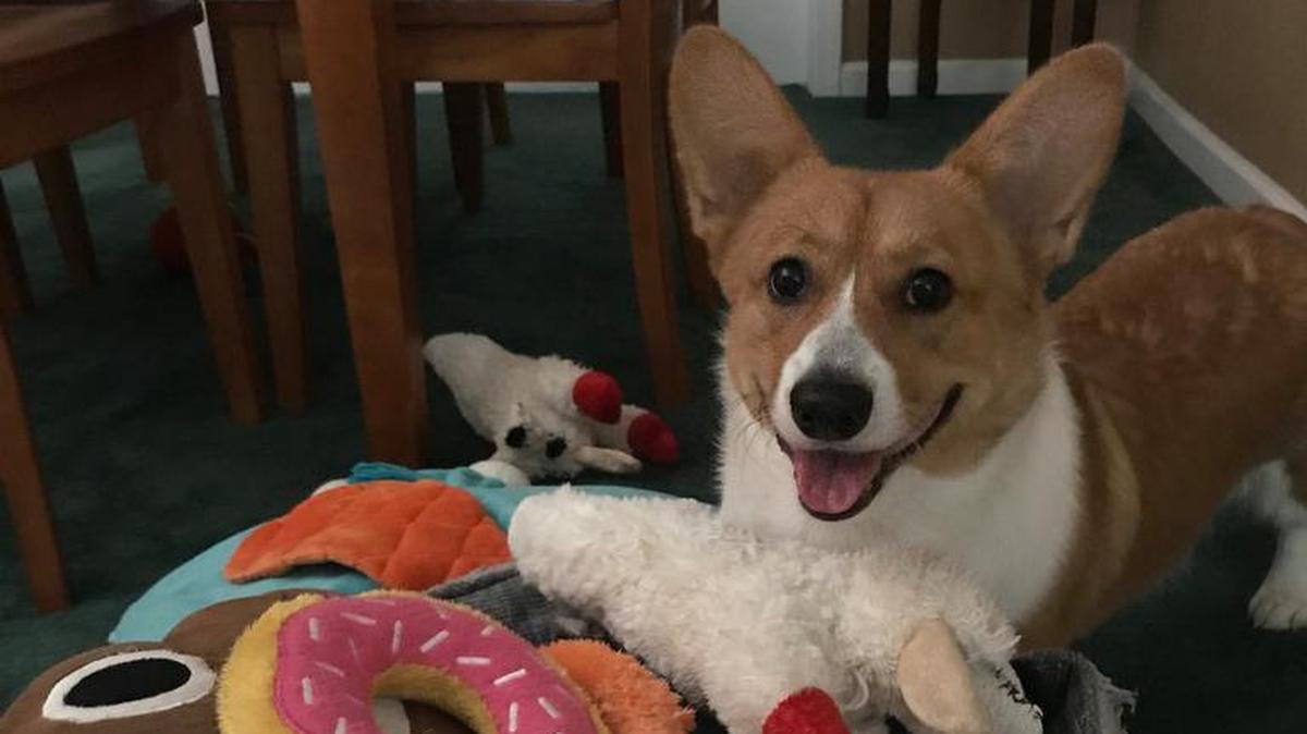 Jeffrey the Welsh Corgi enjoying his squeaky toys.