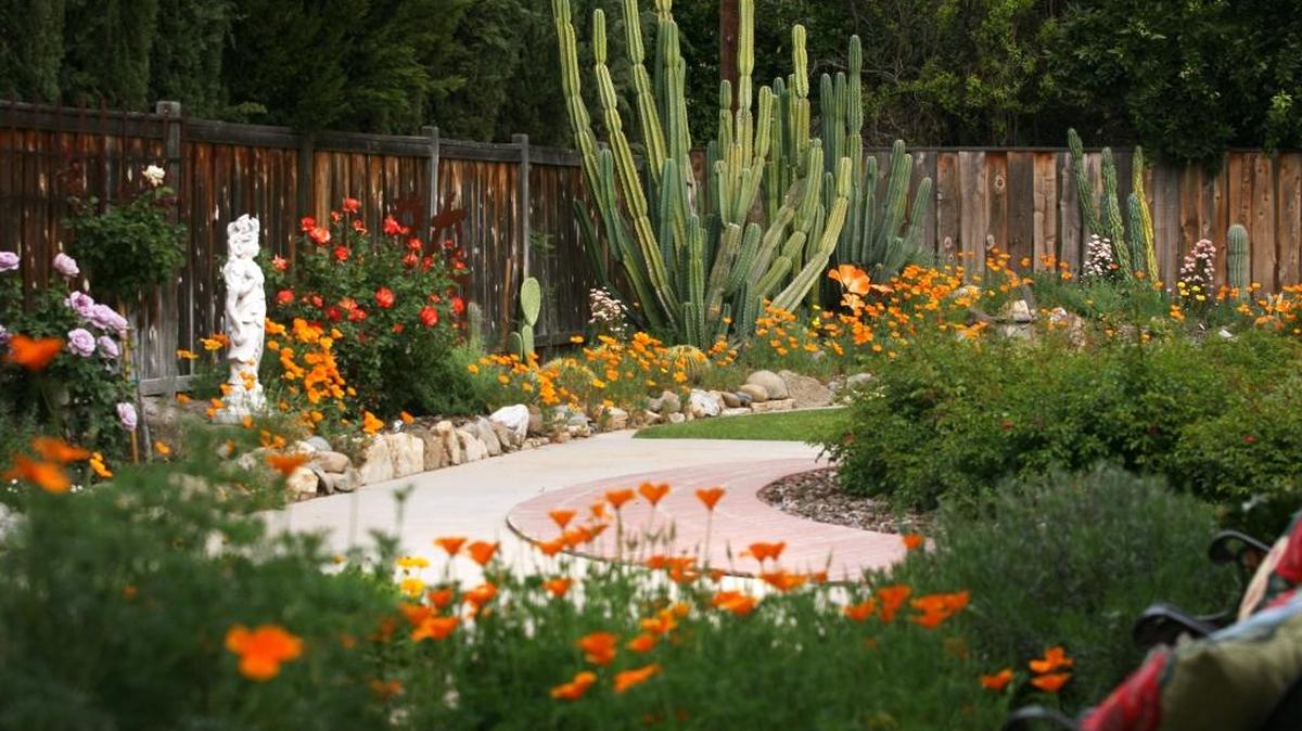
Cactus and California poppies grow in the backyard of Ruth Saludes’ Fresno home. Ruth’s drought-tolerant garden provides blooms all year long and encourages habitat for birds, butterflies and beneficial insects.
