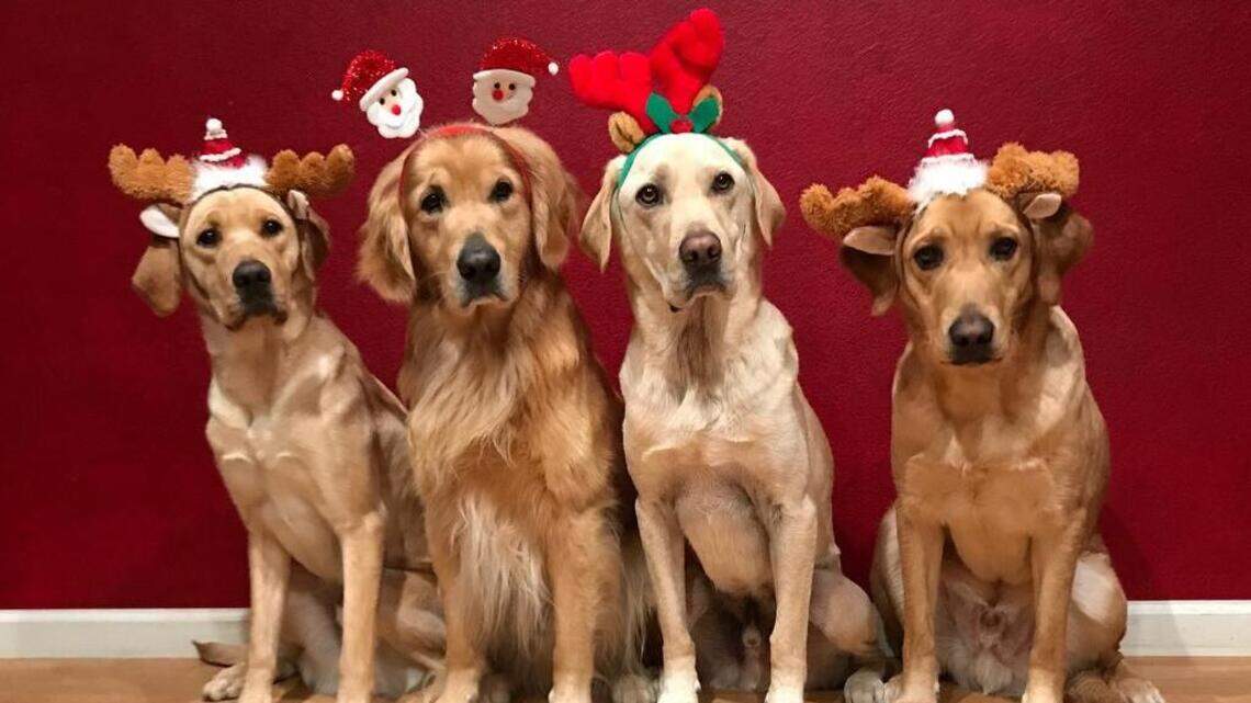 The pets are all ready for Christmas!