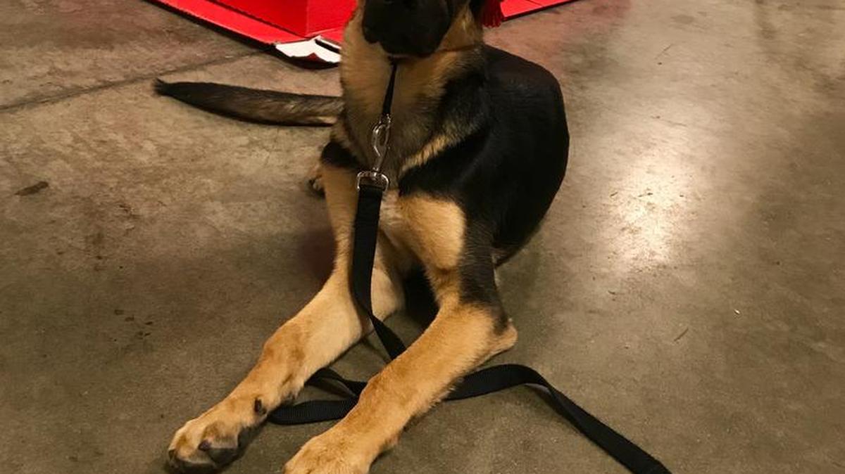 Bruno so proud of getting his puppy education certificate