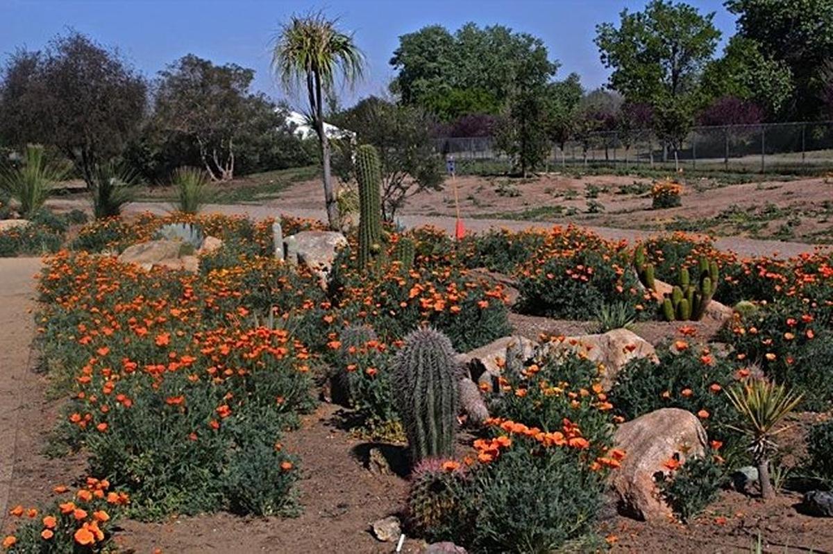 An example of a low-water garden is seen at Clovis Botanical Garden in 2017.