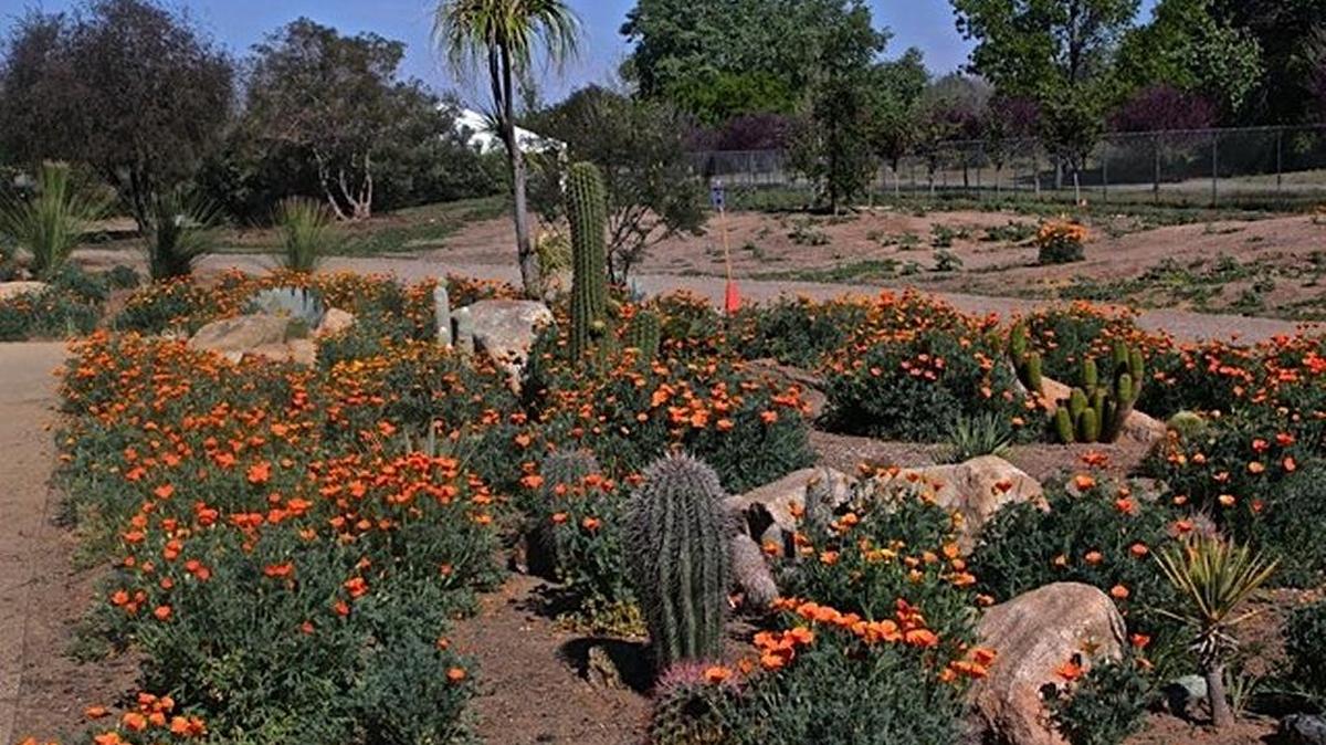 An example of a low-water garden is seen at Clovis Botanical Garden in a 2017 photo.