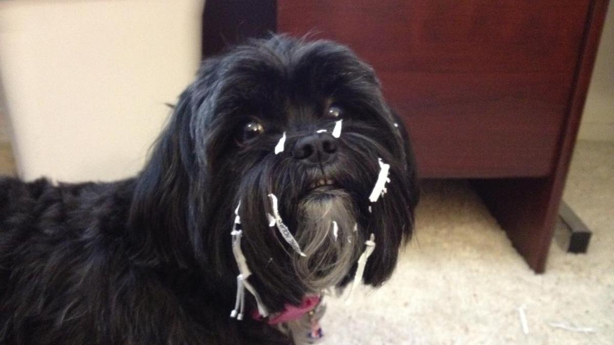 Maggie May “helping” me with some shredding. She could have been the perfect Enron employee! Ha!