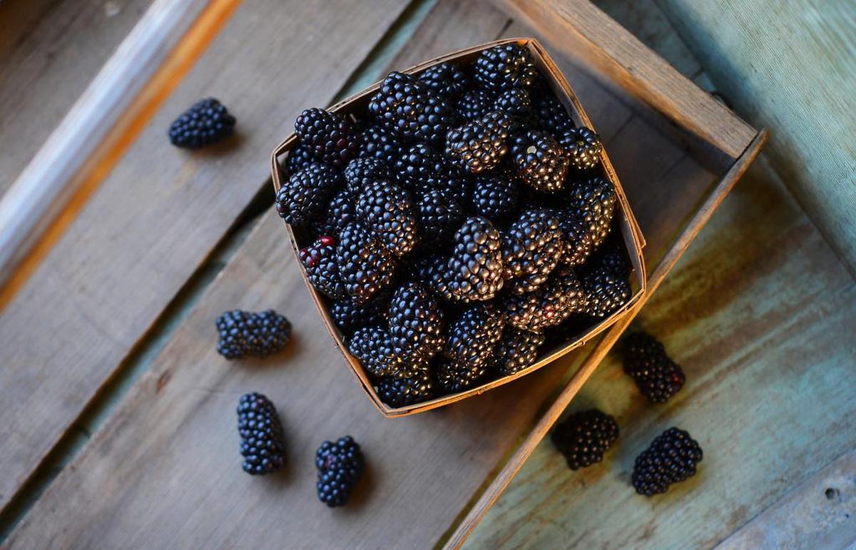 Blackberries are just coming into season and can be used in a variety of recipes including, of course, blackberry pie.