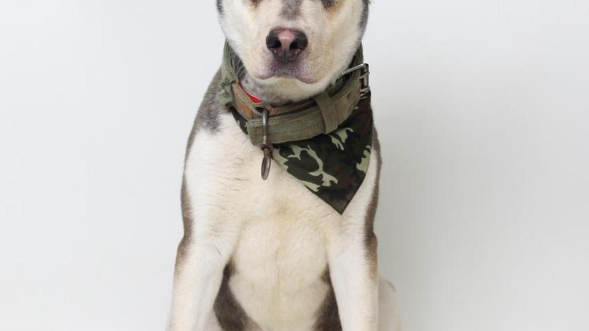 Meet Sarge, a 3-year-old male, brown and cream, Siberian Husky blend. Sarge came to the CCSPCA as a stray and he was a bit timid at first, but he really came out of his shell. Sarge is a happy dog just looking for some love. He has a playful and gentle personality that will make you fall in love with him. Sarge sits at his kennel waiting for the day to come where he finally finds his forever family. Sarge is available for adoption after 10 am on 1/22/17 at our CCSPCA Adoption Center. Animal Center hours are 10am-5pm, 7 days a week (until 6pm on Wednesdays). The CCSPCA is located at 103 S. Hughes Ave. Fresno, CA 93706. For questions, please call (559) 233-7722 x 119 or email Adoptions@CCSPCA.COM