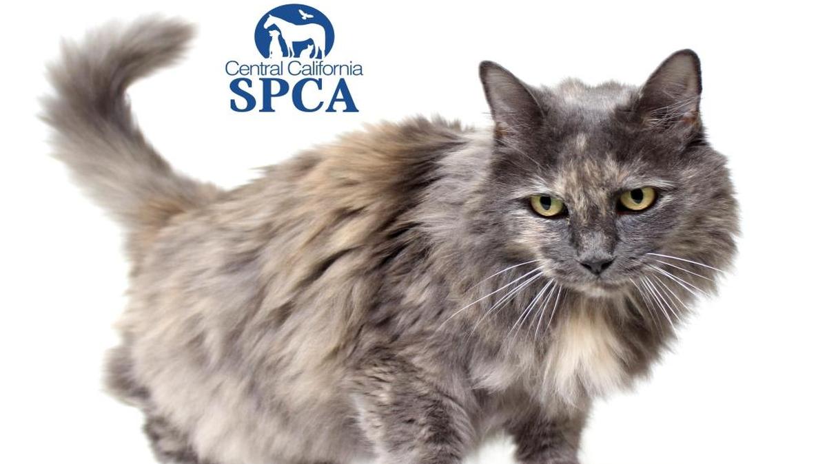 CCSPCA: Ember is a 1 year old, female, grey and orange, Domestic Longhair. Ember is a sweet gal who is just looking for a good petting. If she had to make a list of her top favorite things, purring would be number one. Also chasing the mouse toys and taking long naps would be up there on her list. Ember would make a great addition to any home, especially with all the cold weather starting to settle in. This cuddly ball of fur would be sure to keep you warm on a cold winter night. Ember will become available for immediate adoption at our CCSPCA Adoption Center on 11/27/2016 at 10am. Animal Center hours are 10am-5pm, 7 days a week (until 6pm on Wednesdays). The CCSPCA is located at 103 S. Hughes Ave. Fresno, CA 93706. For questions, please call (559) 233-7722 x 119 or email Adoptions@CCSPCA.COM