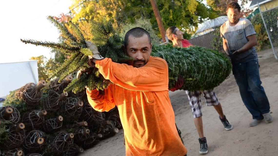 Jessie Garcia, center, gets help from other helpers in carrying a large Christmas tree to a stack at Sid’s Christmas Trees at Willow Avenue and Kings Canyon Highway in southeast Fresno on Friday, Nov. 17, 2017.