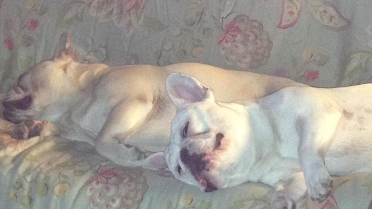 Don’t bug us; we’re sleeping here!
