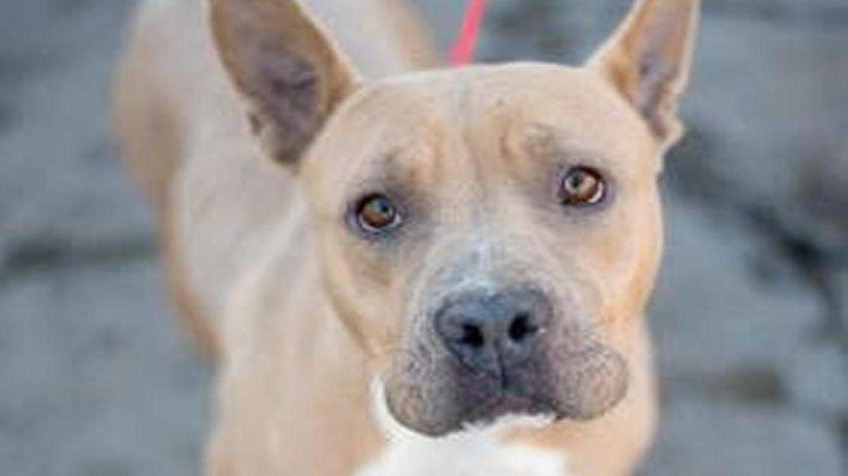 Bunny is a Bully Mix with Great Dane Ears. She is a sweetheart – an amazing dog in a petite package. Bunny is available for adoption at Petsmart RiverPark 11 a.m. to 3 p.m. Saturday. She is only $17 dollars to adopt due to her residing in the shelter for over 17 days. Hurry, this adoption special only last until Feb 1. To see more adorable adoptables visit Fresno Humane at 760 W. Nielsen Ave. Fresno CA 93706 or www.fresnohumane.org.