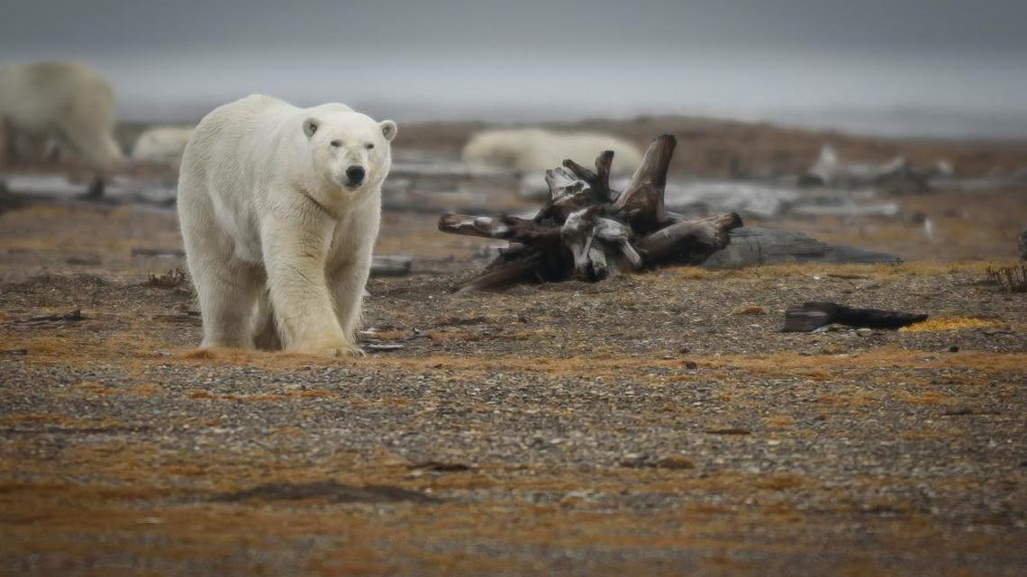 Record Arctic sea ice loss is threatening coastal cities — like SLO — worldwide
