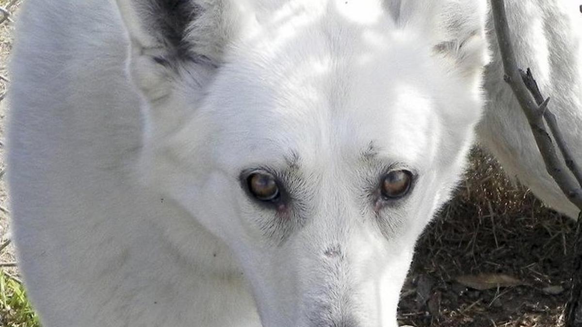 Abe is a gorgeous large white shepherd. He is a big energetic boy and will need regular walks as well as play time. Abe is looking for a best friend. Abe is available through Animal Compassion Team, 2789 S. Orange Ave., Fresno. Open Sat-Sun 11-6. Call 559-299-6364 or go to www.animalcompassionteam.com.