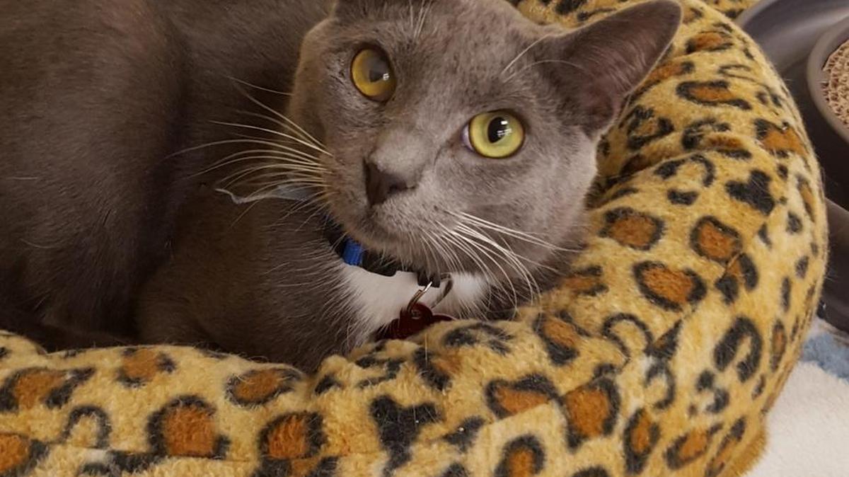 Max is a 1-year-old Russian Blue available from the Cat House on the Kings Adoption Center at Petco, 4144 N. Blackstone Ave. in Fresno, open 10 a.m.-5 p.m. daily (6 p.m. Wednesdays). Call 559-222-0228 for more information. The adoption center has a computer for you to use for filling out an application.