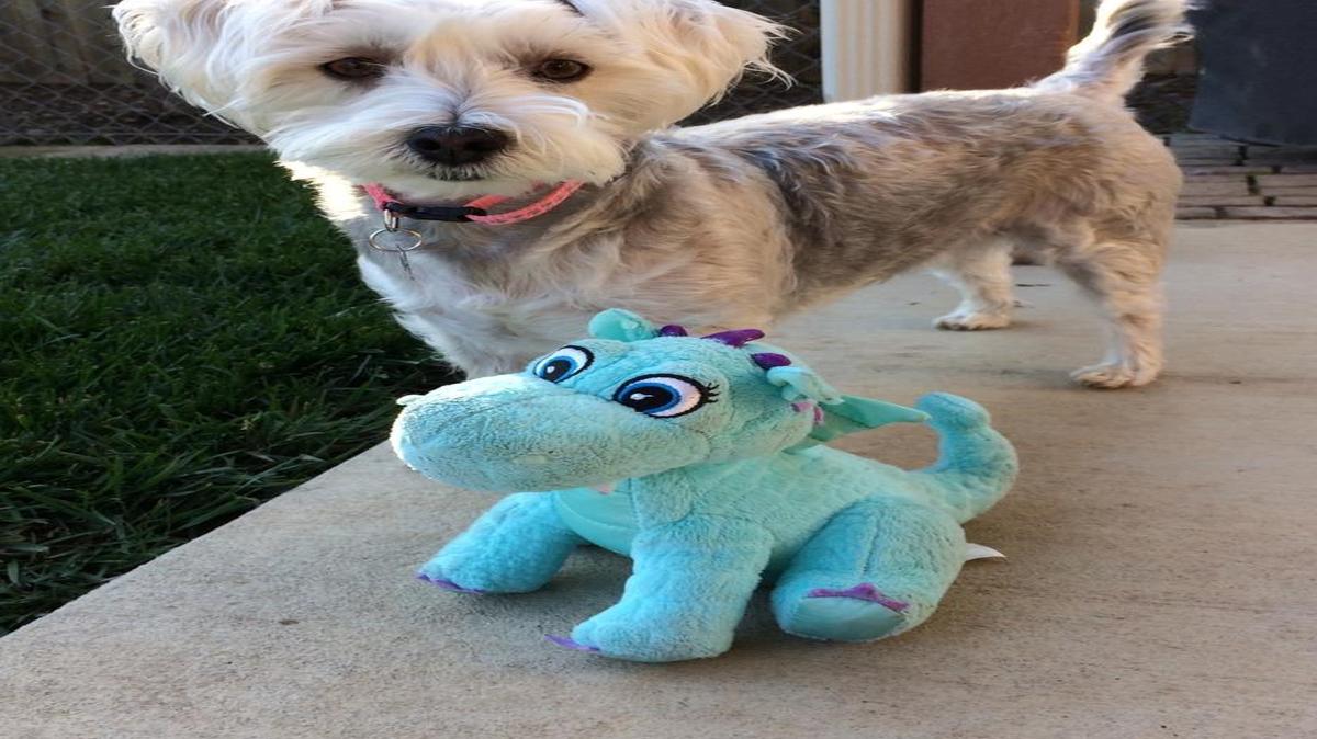Georgia ready to play with Mr. Dragon!