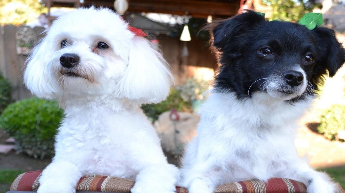 Zoey and Peanut, 13-month-old sisters show off their Christmas ribbons in the backyard.