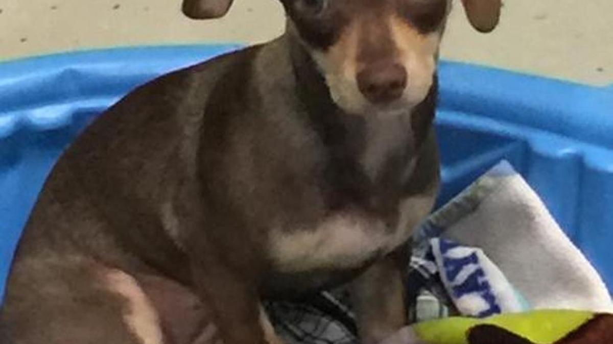 Clarita and her two sisters, Bonita and Anita, are adorable 6-7-month-old dachshund mixes. Clarita and her sisters are available through Animal Compassion Team, 2789 S. Orange Ave., Fresno. Open 11 a.m.-6 p.m. Saturdays and Sundays. Call 559-299-6364 or go to www.animalcompassionteam.com