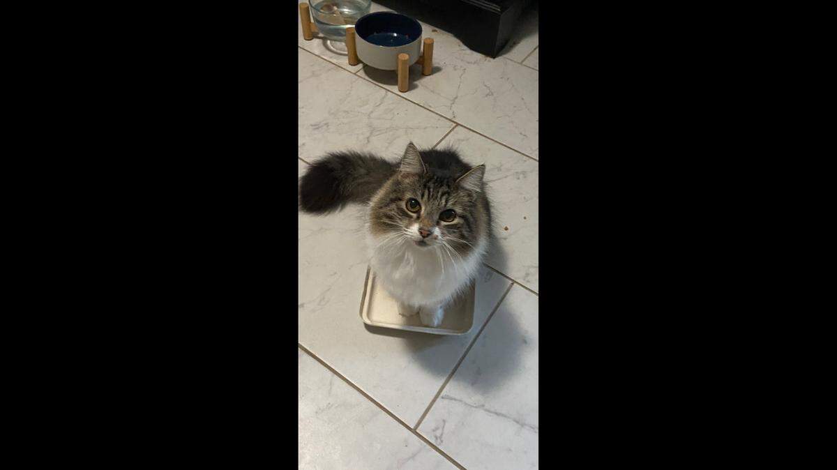 Fresno Bee reporter Bethany Clough’s cat Phoebe — “a princess who mysteriously appeared in a trucking yard in southwest Fresno and befriended all the drivers. Now in her furever home, she enjoys beating up on her siblings and expressing her love for humans by headbutting them. “