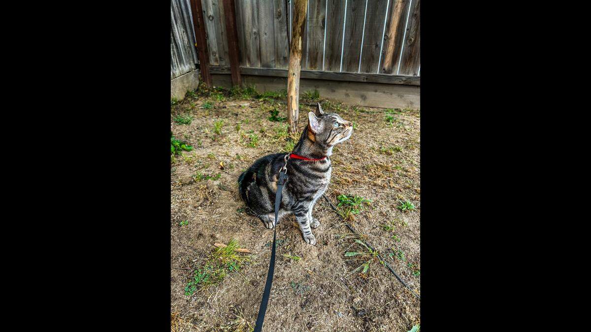 Kevin loves to take walks outside on a leash.