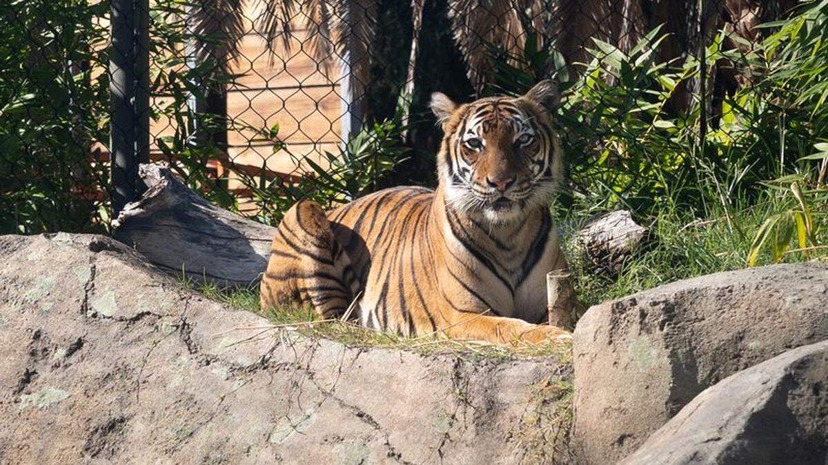 There’s a “gorgeous” new tiger in town at Fresno’s zoo, and her arrival has staff hoping for cubs.