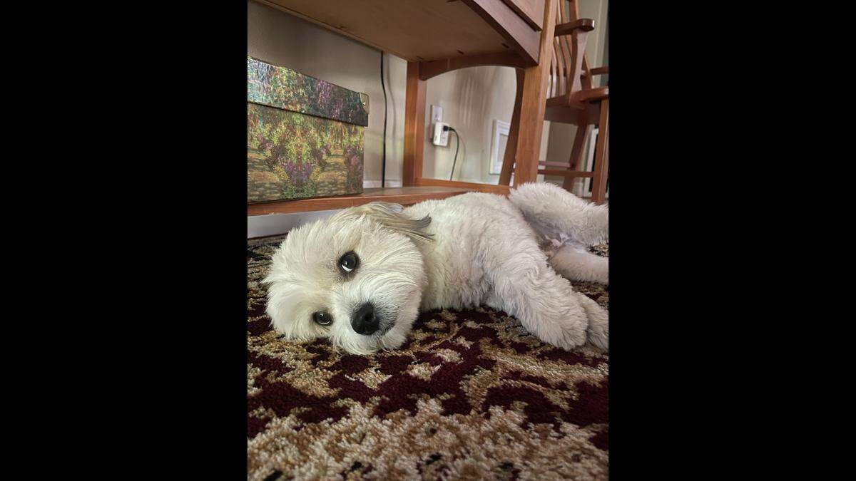 Finley lying down.