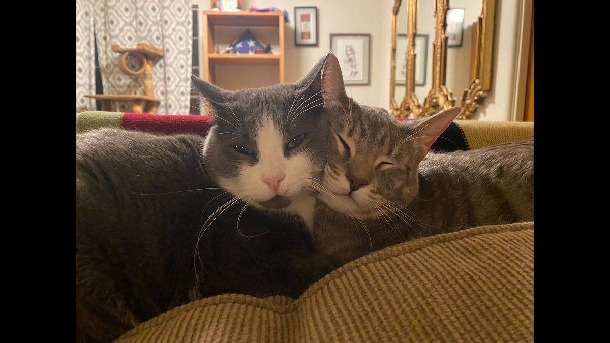 Boots is the caretaker of the family of five cats.