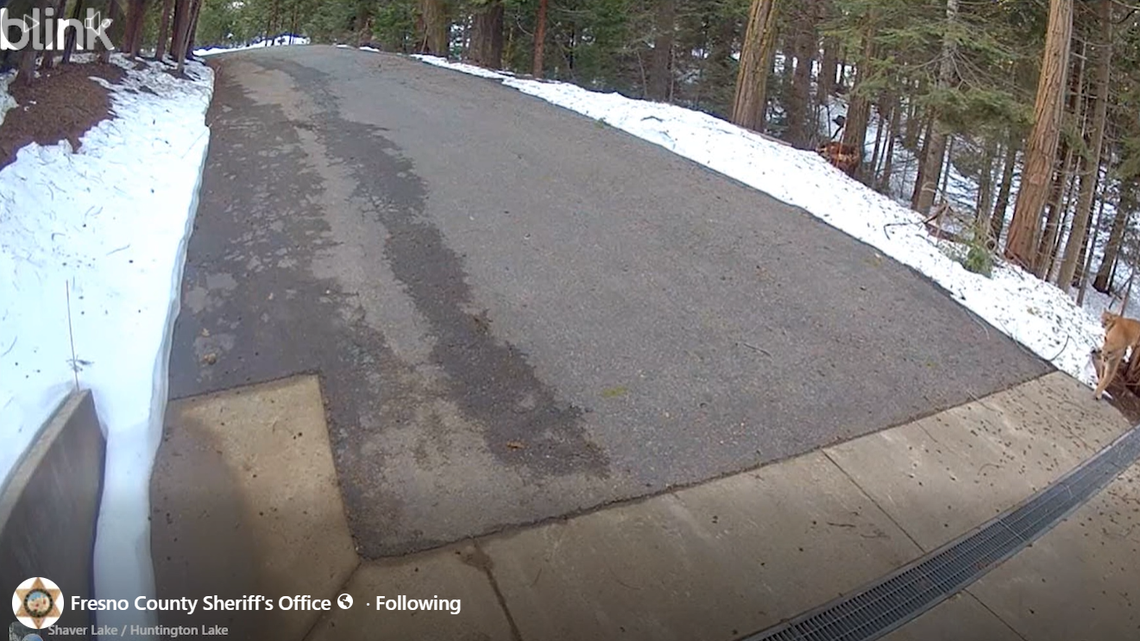 Trio of apex predators prowl Central Valley property. See ‘incredible’ video