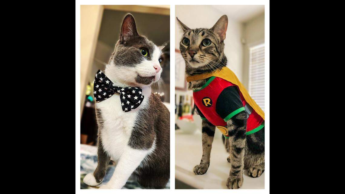 Fresno’s cutest cat is a tie between brothers. Meet Boots McGoots and Kevin
