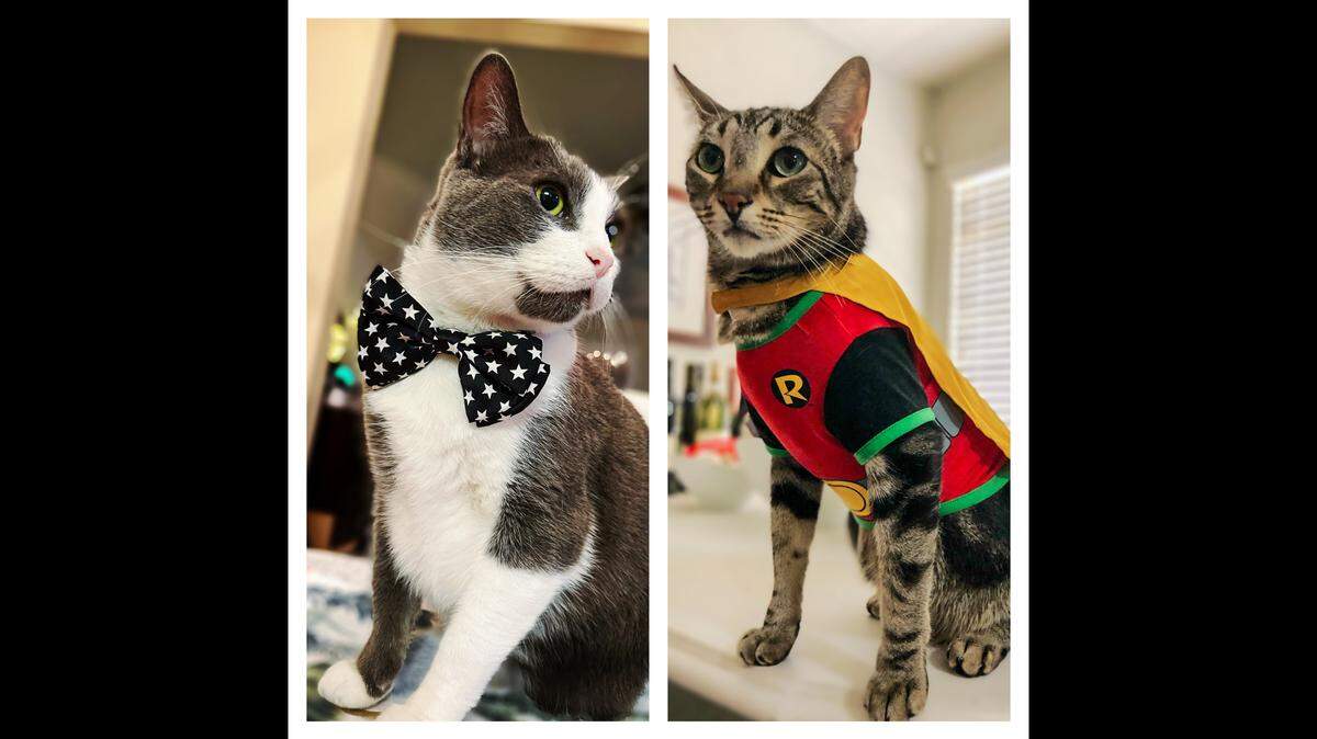 Cat brothers Boots McGoots (left) and Kevin (right) tied for the cutest cat in Fresno County.