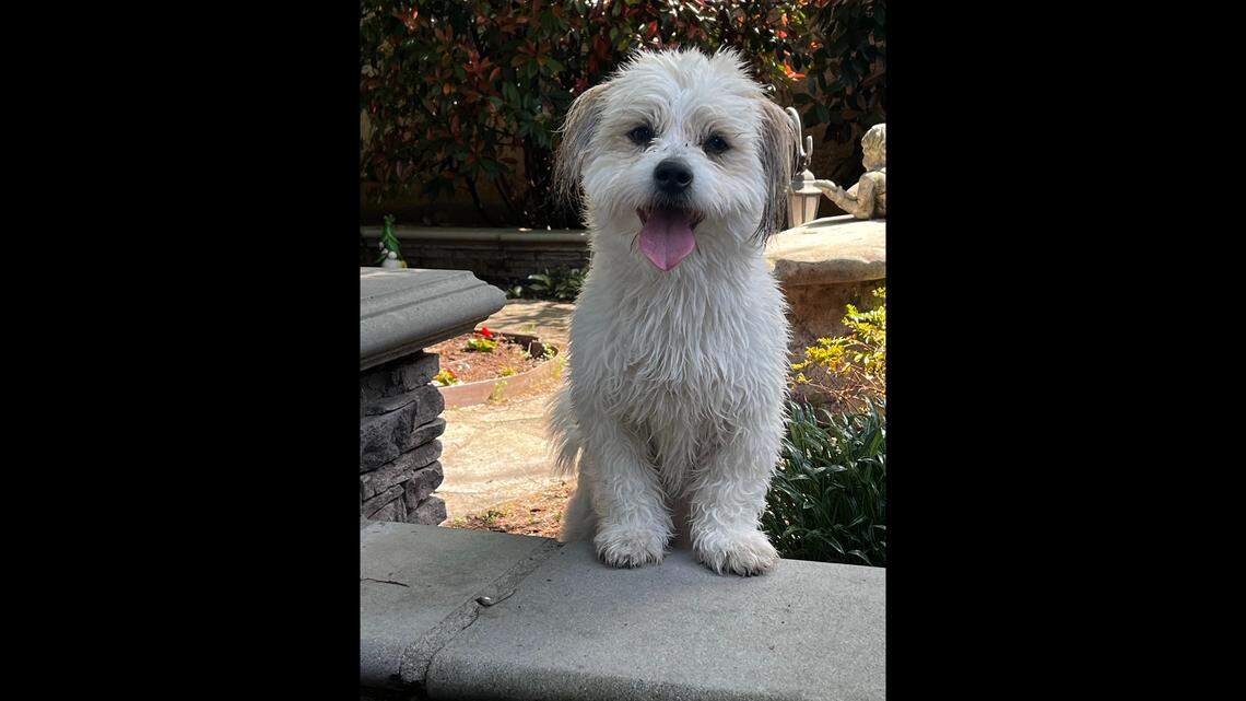 ‘Fluff ball’ who loves to give kisses voted Fresno’s cutest dog. Meet Finley