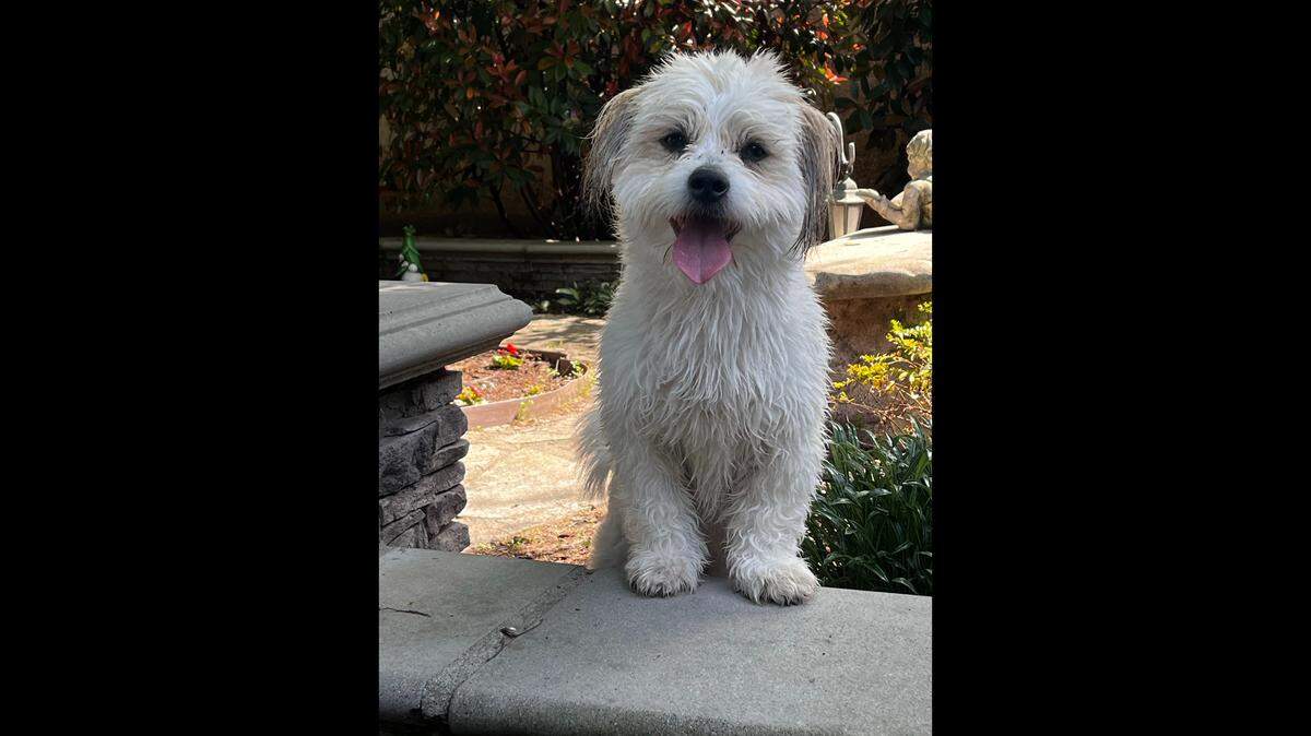 Finley was crowned Fresno County’s cutest dog in the Fresno Bee’s pet contest. 