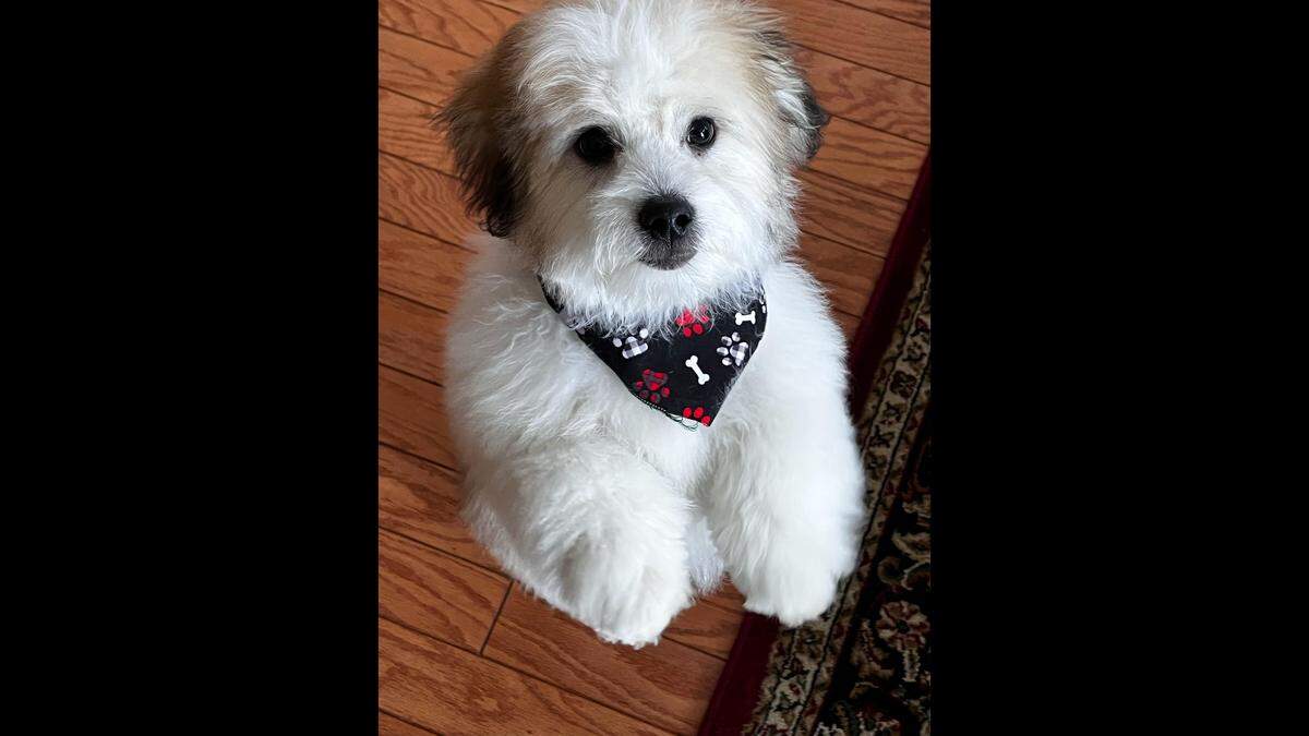 Finley wearing a bandana.