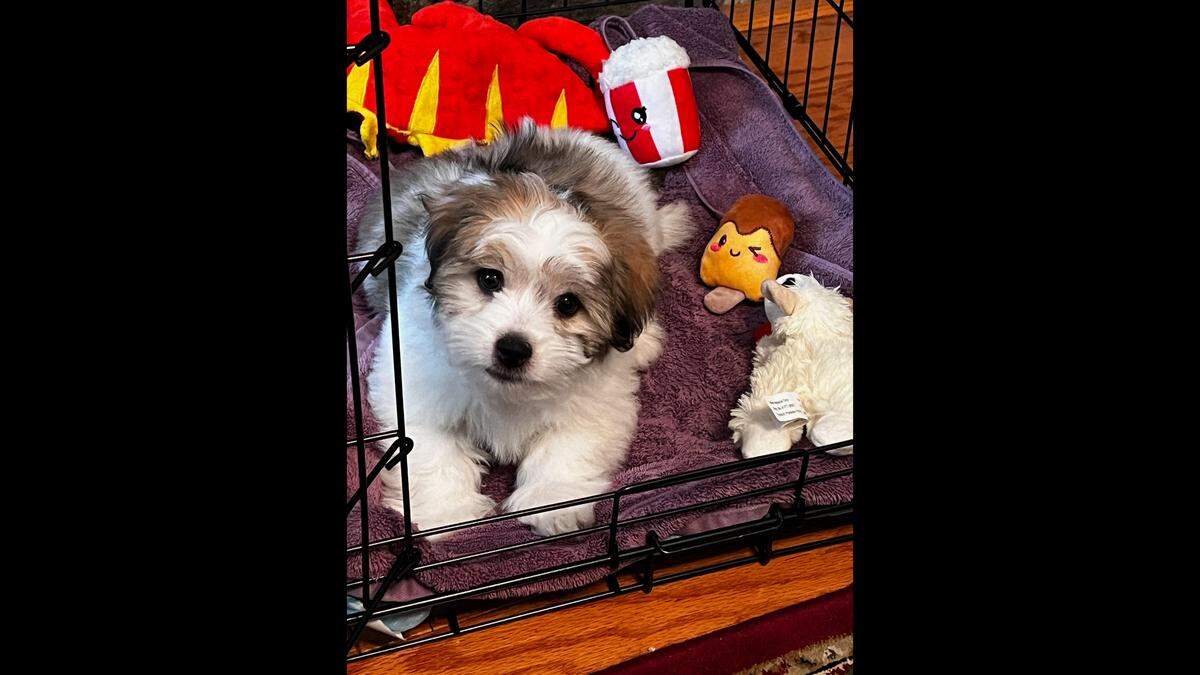 Finley shortly after the Nephews brought him home as a puppy.