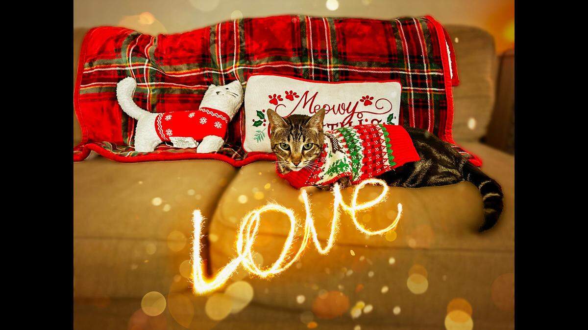 Kevin loves to dress up for the holidays.
