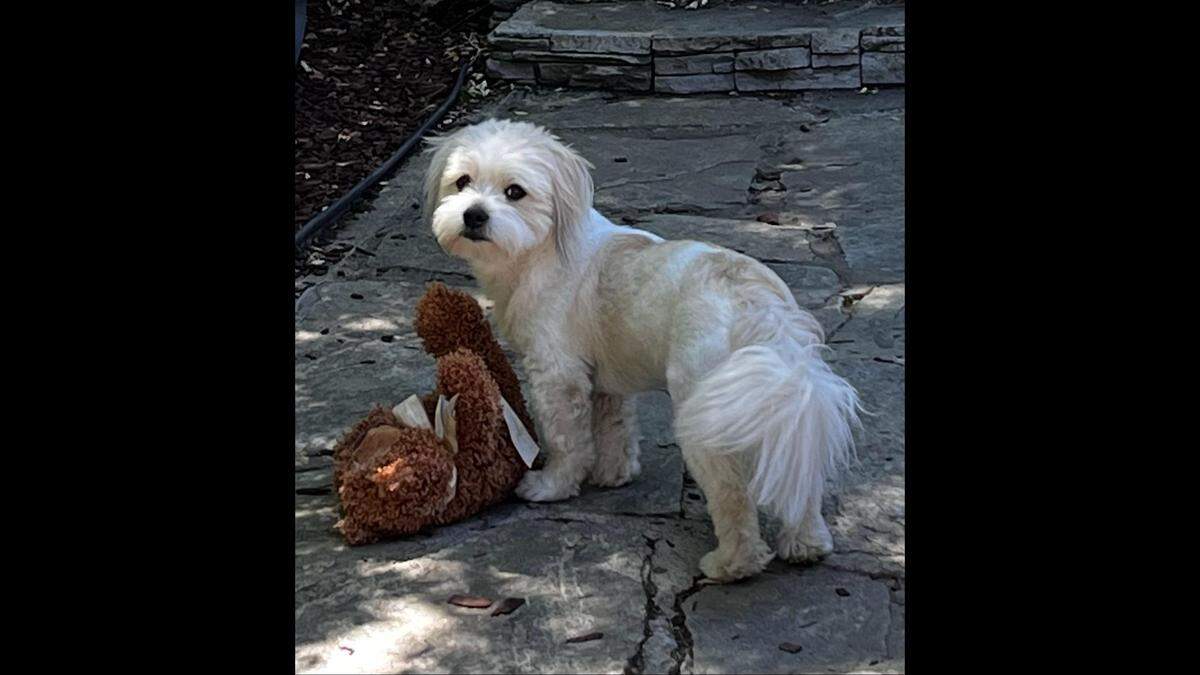 Finley with a toy.