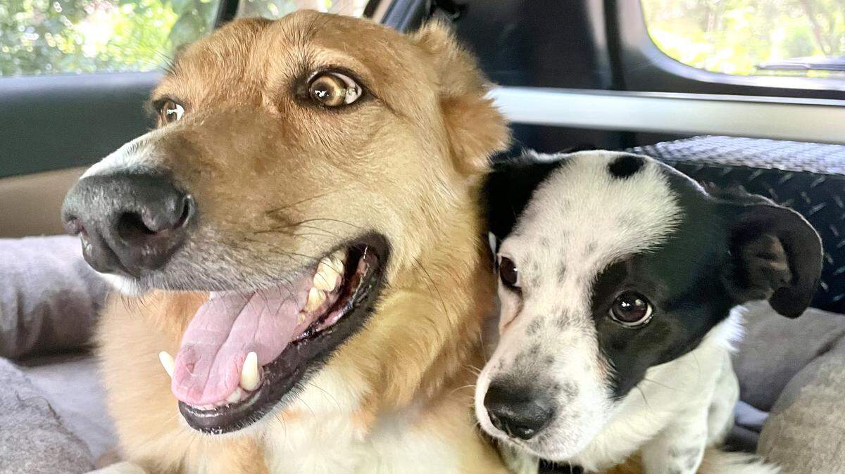 Fresno Bee photographer Craig Kohlruss shared this photo of his rescue pups Gus, a 6-year-old chihuahua-Jack Russel Mix, and Lester, a 5-year-old Carolina Dog.