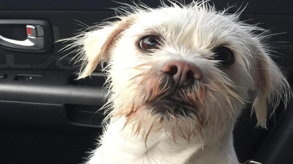 Walter White after his romp in the park.
