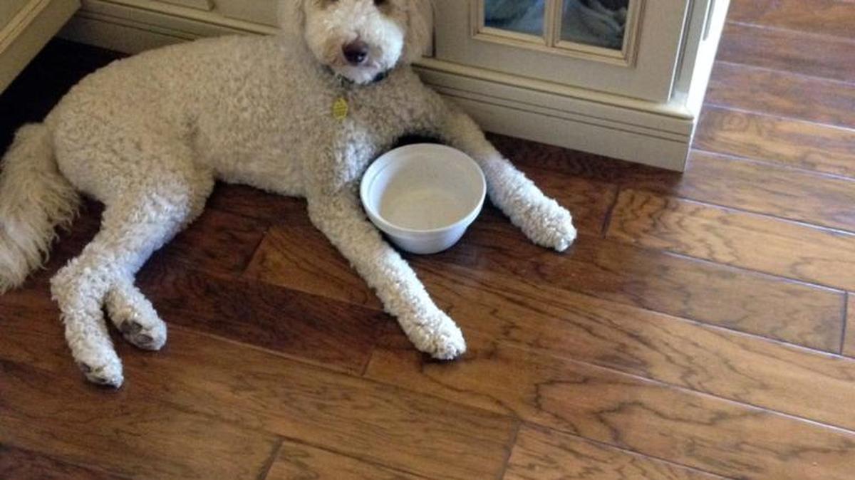 This is Brodie, our Labradoodle, waiting for his meal.