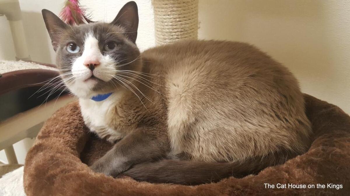 CAT HOUSE ON THE KINGS: This stunning cat is a 3-year-old blue-eyed handsome Snowshoe who loves being petted and pampered. Bandit had a bit of a rough start to life and lost his home (through no fault of his own) but he's now safely with us and has turned out to be quite the purring love bug once he gets to know you! He's been raised with other cats and is quite social once he's had the chance to get properly acquainted. His beautiful fur is bunny-soft and gorgeous ... all he needs now is the chance to meet the right people and get settled into a new forever home! You can come in and meet Bandit at the Cat House on the Kings Adoption Center inside Petco at 4144 N. Blackstone at Ashlan in Fresno. You will be required to fill out an adoption application online at www.cathouseonthekings.com. The adoption center at Petco is open daily 10am-5:00pm and Wednesday 10am-6:00pm. Call (559) 222-0228 for more information. The adoption center has a computer for you to use for filling in an application.