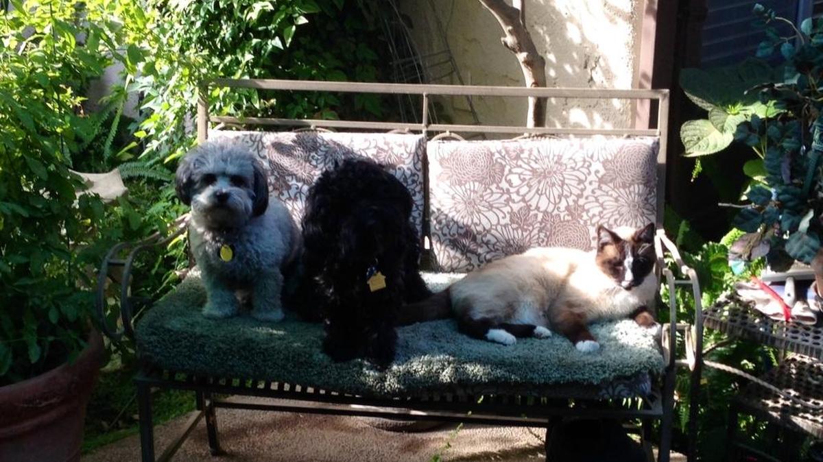 Shatzy, Bella and Simon waiting for our mom.