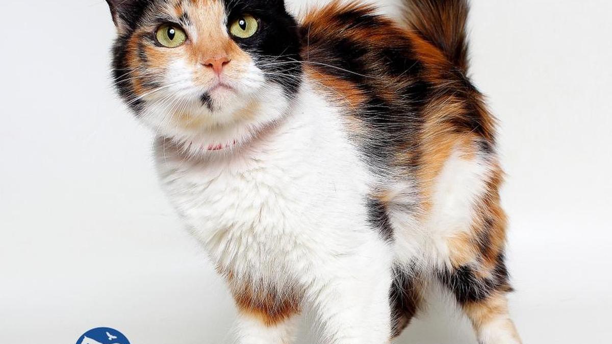 Ariel is a 1-year-old, female, calico, domestic medium hair and is available at 10 a.m. Sunday through the CCSPCA Adoption Center, 103 S. Hughes Ave. in Fresno, open 10 a.m.-5 p.m. daily (6 p.m. Wednesdays). Call 559-233-7722, ext. 119, or email adoptions@ccspca.com.