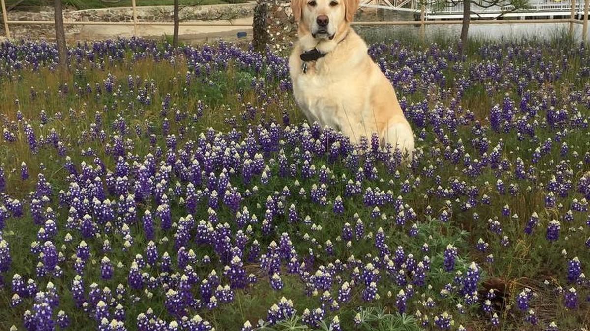 Cash enjoying the lupine as Bass Lake