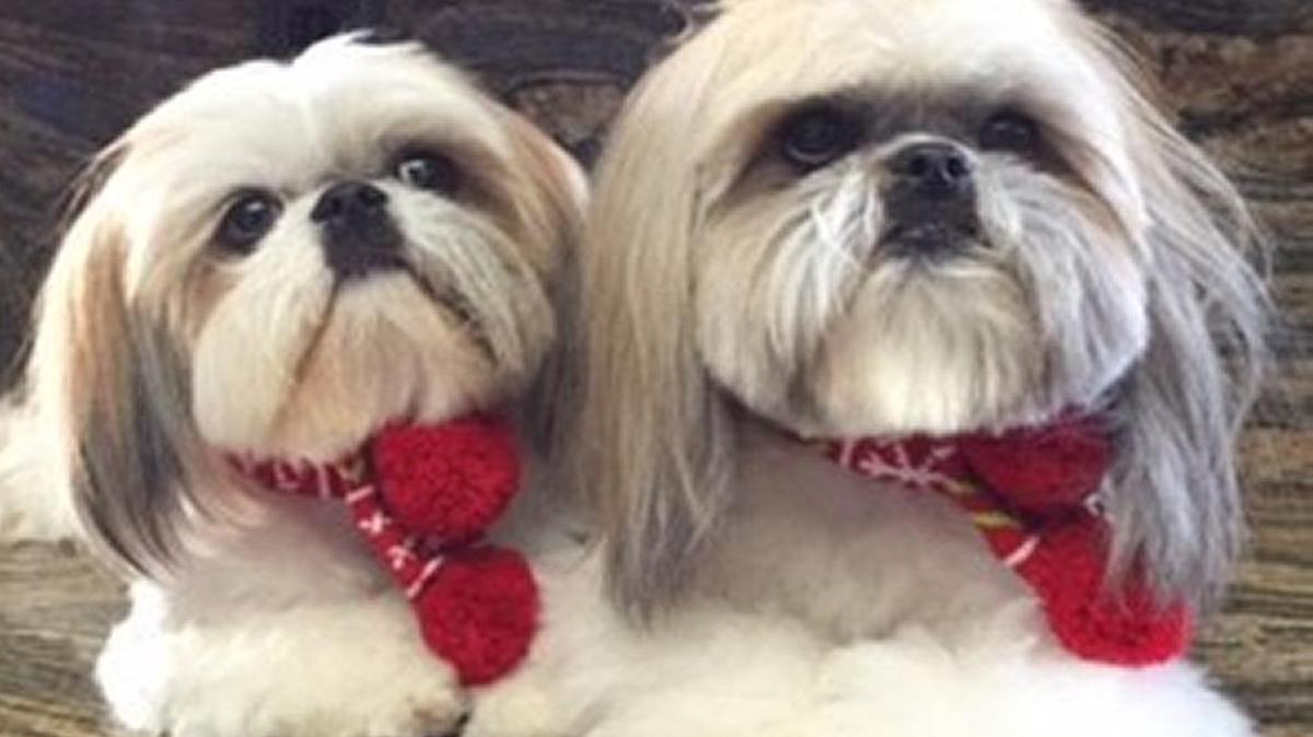 McScruff and Maddie ready for Santa to bring them their new toys!