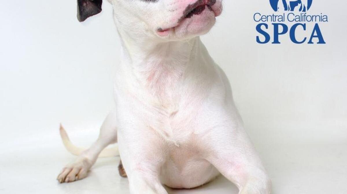 Blake is a 1-year-old, female, white and black, pit bull/terrier blend and is available at 10 a.m. Sunday through the CCSPCA Adoption Center, 103 S. Hughes Ave. in Fresno, open 10 a.m.-5 p.m. daily (6 p.m. Wednesdays). Call 559-233-7722, ext. 119, or email adoptions@ccspca.com.